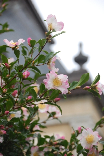 1383-１１.11.11府庁旧本館をバックに山茶花　縦.JPG